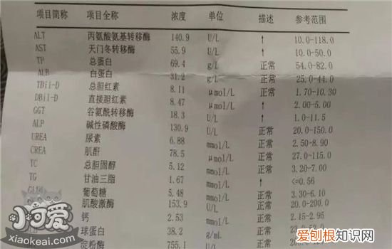 狗化验单怎么看 一文教你看所有化验单