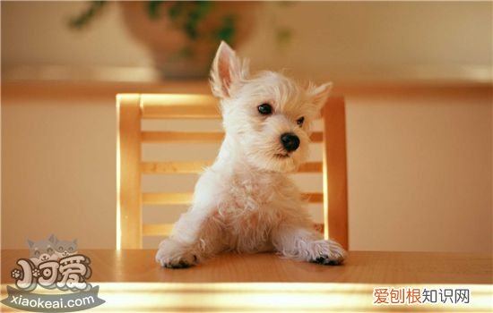 狗化验单怎么看 一文教你看所有化验单