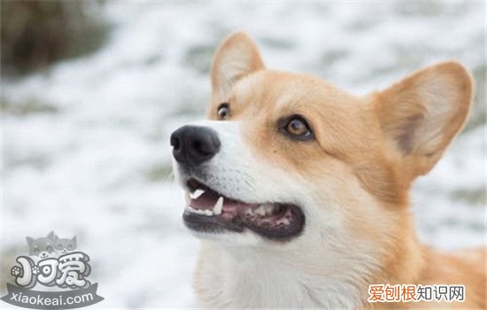 狗狗口腔疾病有哪些 这四种口腔疾病你了解吗