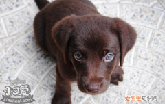 狗狗吐白沫怎么办 主人不要慌