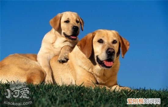 狗狗胰腺炎什么症状 能治好吗