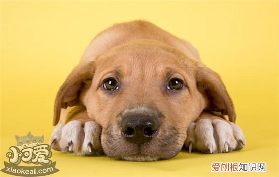 狗狗胰腺炎什么症状 能治好吗