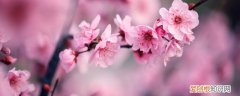 过年适合家里摆什么花摆件 过年家里放什么花比较好