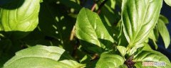 香草的养殖方法和注意事项 香草植物的养殖方法