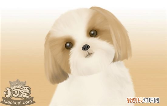 狗狗湿疹怎么治 狗狗湿疹是怎么引起的