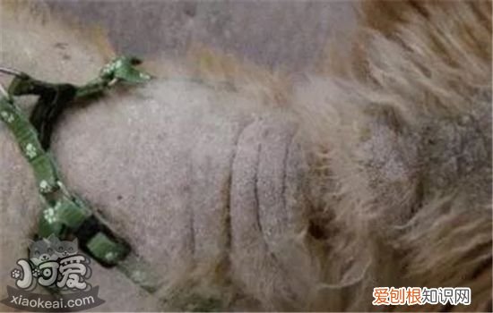 狗狗螨虫图片 狗狗螨虫如何治疗