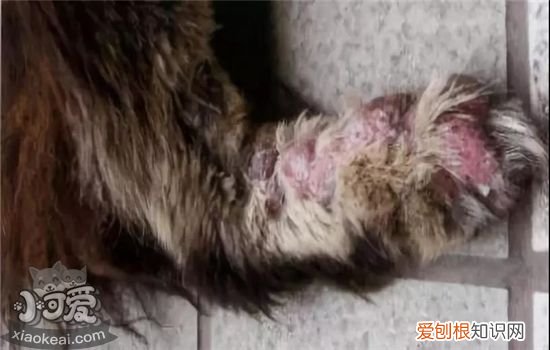 狗狗螨虫图片 狗狗螨虫如何治疗