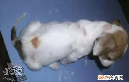 狗狗真菌性皮肤病图片 该如何治疗
