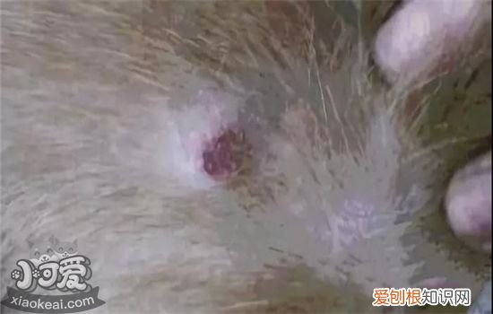 狗狗真菌性皮肤病图片 该如何治疗