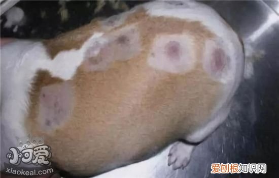 狗狗真菌性皮肤病图片 该如何治疗