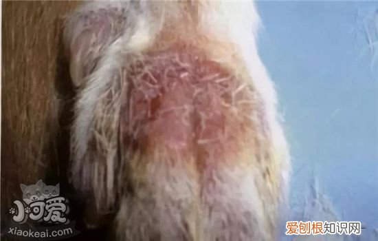 狗狗真菌性皮肤病图片 该如何治疗