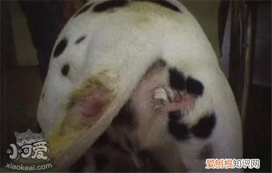 狗狗真菌性皮肤病图片 该如何治疗