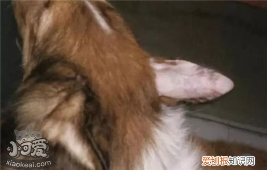 狗狗真菌性皮肤病图片 该如何治疗