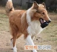 狗狗尿里带血怎么回事，小狗有时尿里有血是怎么了