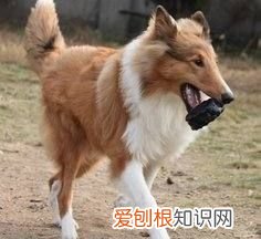 狗狗尿里带血怎么回事，小狗有时尿里有血是怎么了