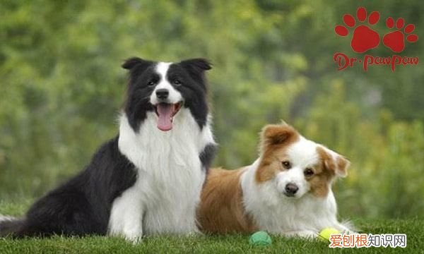 狗狗尿里带血怎么回事，小狗有时尿里有血是怎么了