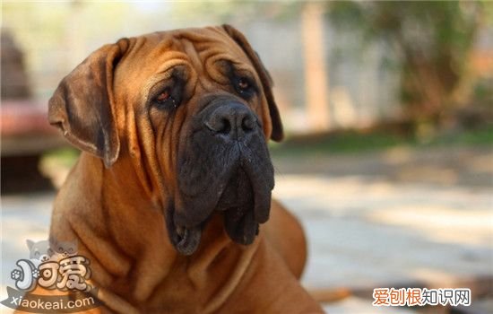 狗有寄生虫的五个表现 如何给狗狗进行驱虫