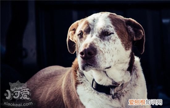 狗狗会老年痴呆吗 什么是狗狗的老年痴呆