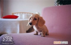 狗狗疫苗失败原因 你该引起重视了