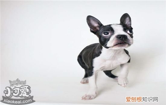 狗狗是先驱虫还是先打疫苗 你知道吗