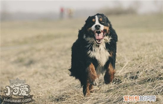 狗狗哮喘怎么办 狗狗哮喘的症状有什么