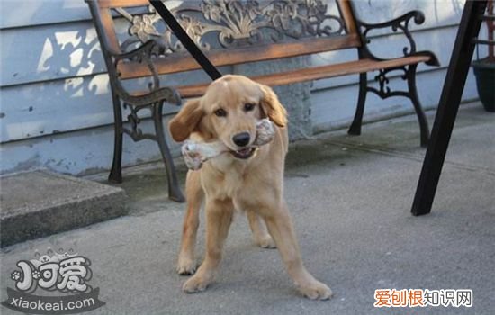狗狗疫苗几联是什么意思 狗狗需要接种哪些疫苗