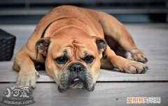 狗得了角膜炎怎么治疗 这些有效治疗方法别怪我没说