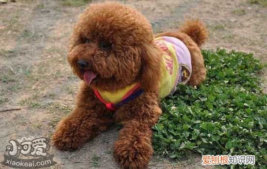 泰迪总是咔咔的咳 泰迪总咳嗽是怎么回事