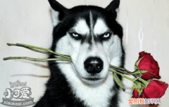 哈士奇耳螨什么症状 该怎么治疗呢