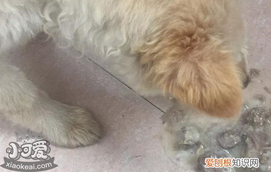 狗狗呕吐物图解 狗狗呕吐该如何解决