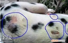 狗狗常见皮肤病与治疗 最全狗狗皮肤病应对方案