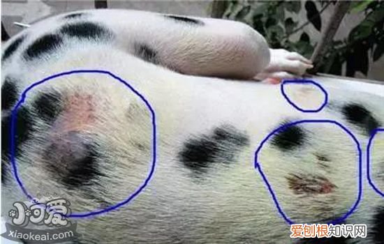 狗狗常见皮肤病与治疗 最全狗狗皮肤病应对方案
