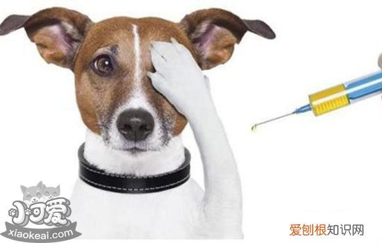 狗狗常见皮肤病与治疗 最全狗狗皮肤病应对方案