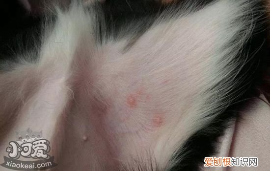 狗狗常见皮肤病与治疗 最全狗狗皮肤病应对方案