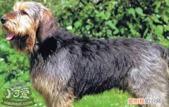 奥达猎犬感冒吃什么药 狗狗感冒主人不要慌