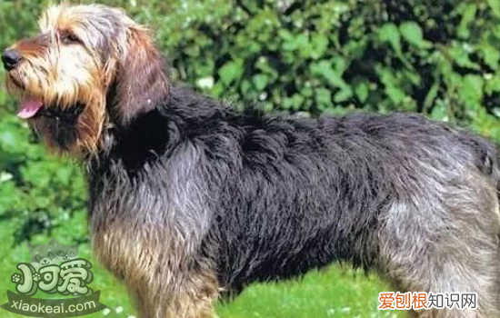 奥达猎犬感冒吃什么药 狗狗感冒主人不要慌