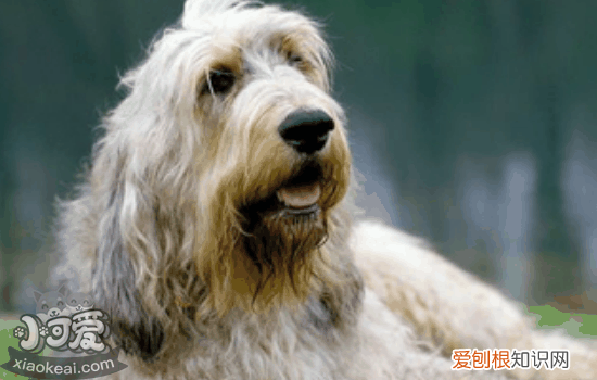 奥达猎犬感冒吃什么药 狗狗感冒主人不要慌