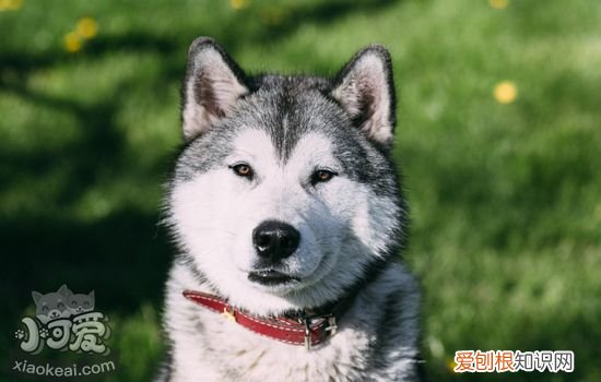 狗狗受伤了怎么处理伤口 狗狗外伤包扎护理手册