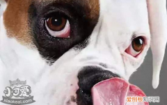 狗狗鼻子褪色什么原因 该如何恢复
