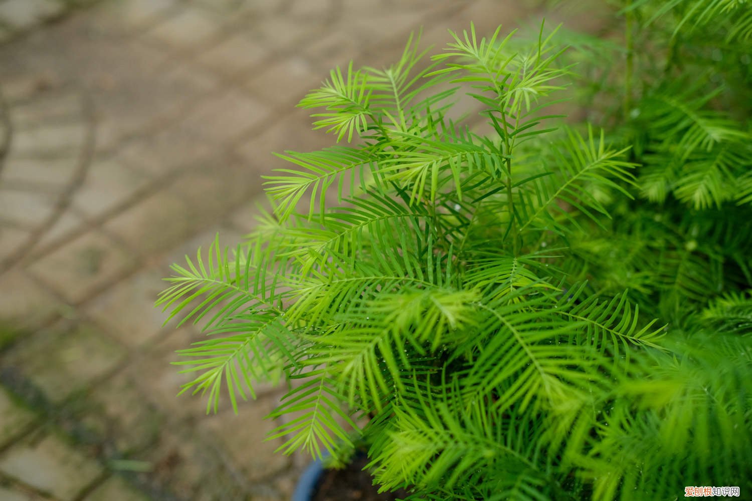 水杉盆栽怎么养 水杉怎么养长的好