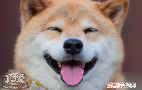 狗皮肤病有哪些种类 该如何防治