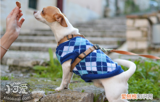 狗狗身上的螨虫怎么治 螨虫大作战
