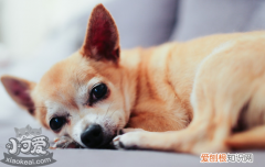 狗狗身上的螨虫怎么治 螨虫大作战