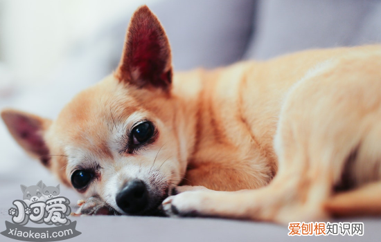 狗狗身上的螨虫怎么治 螨虫大作战