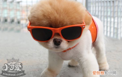 幼犬怎么预防细小 主人们要注意了！
