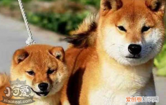犬瘟热的症状 犬瘟热的防治