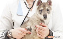 怎么预防狗狗生病 最好这四点就足够了