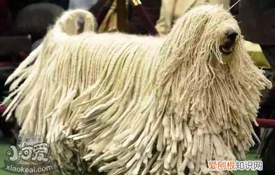 狗狗打完疫苗为什么发烧、没精神 狗狗打完疫苗过敏症状
