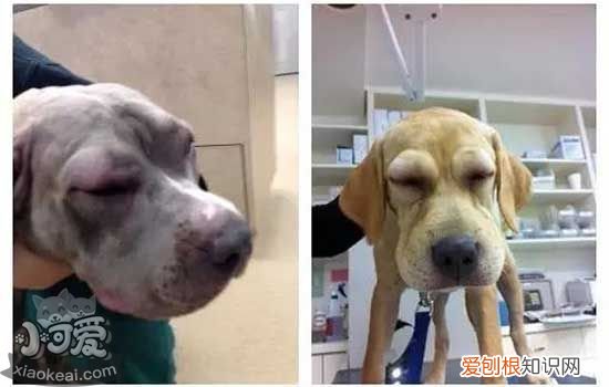 狗狗打完疫苗为什么发烧、没精神 狗狗打完疫苗过敏症状