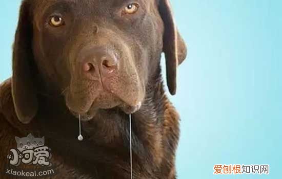 狗狗打完疫苗为什么发烧、没精神 狗狗打完疫苗过敏症状